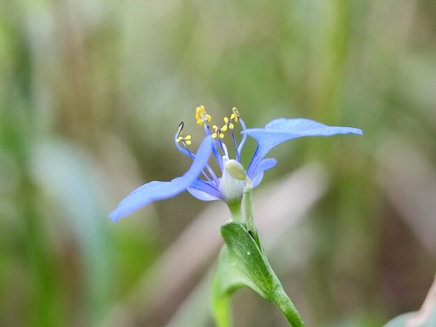 fotografía macro de las hojas