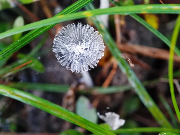 fotografía macro de las hojas