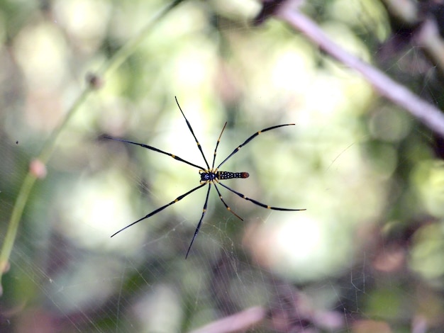 fotografía macro de insecto