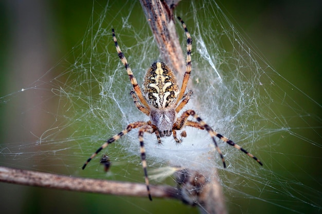 Fotografía macro de una intimidante araña de jardín europea esperando para alimentarse.