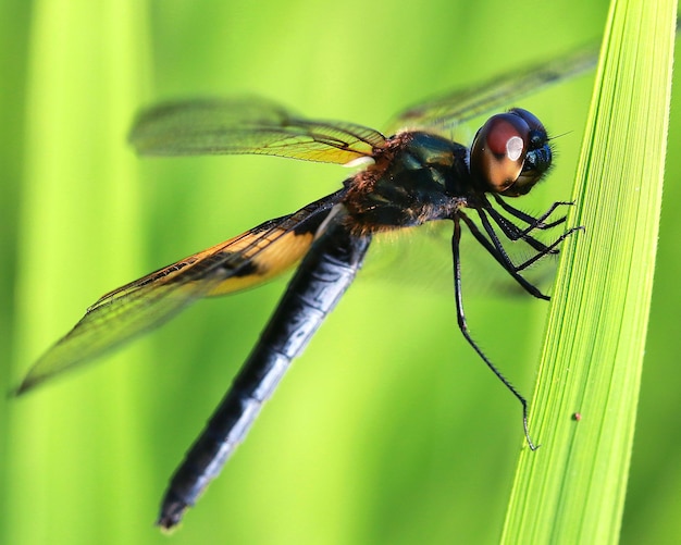 Fotografía macro de la libélula en el césped