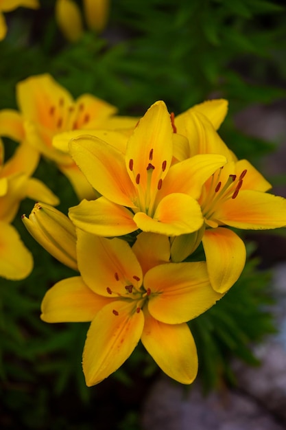 Fotografía macro de lirio de jardín amarillo sobre un fondo verde Flor de azucena con pétalos amarillos