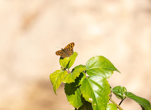 Fotografía macro de una mariposa posada en una rama con hojas verdes en un fondo desenfocado