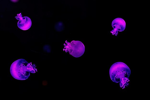 Fotografía macro medusas bala de cañón bajo el agua