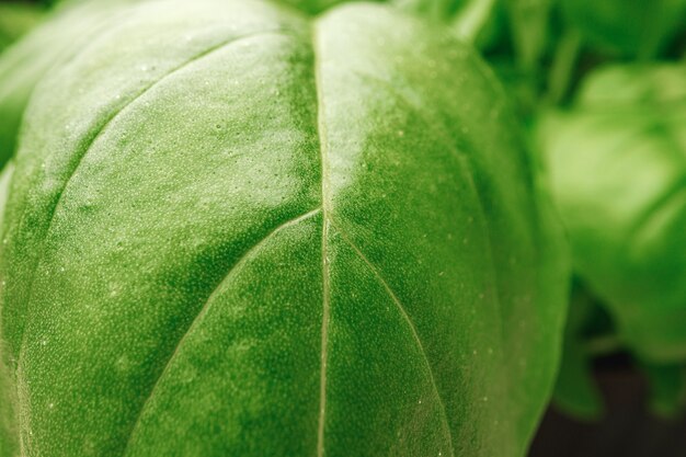 Fotografía macro de micro brotes verdes hojas cerrar