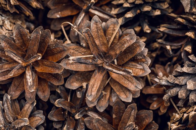 Fotografía macro de un montón de conos