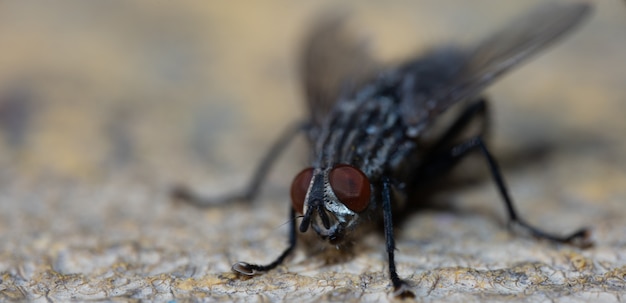 Fotografía macro de mosca sentada durante el día