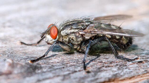 fotografía macro de una mosca sentada en un tronco seco en verano