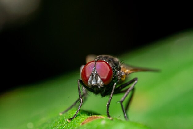 Fotografía macro de moscas en estado salvaje