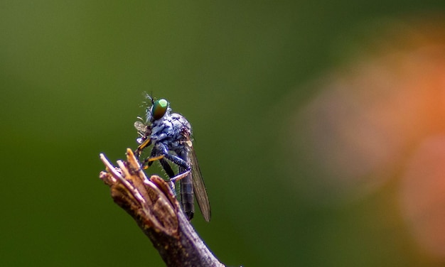 Fotografia macro muito detalhada de uma libélula Fotografia macro mostrando detalhes dos olhos e wi da libélula