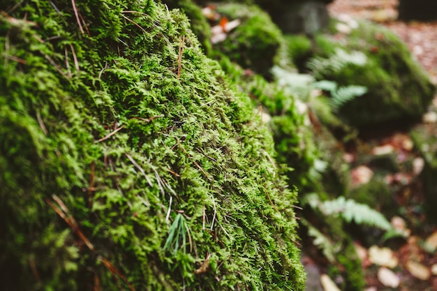 Fotografía macro de musgo verde sobre piedras en un bosque del norte Fondo de naturaleza