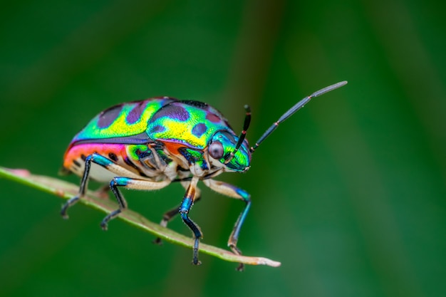 Fotografía macro natural hermosa del insecto de la joya (Chrysocoris patricius)