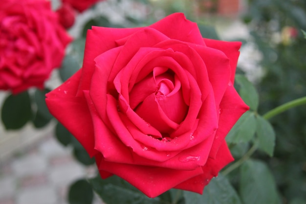 Fotografía macro naturaleza capullo floreciente de una rosa rosa. Fondo abierto capullo de rosa. Capullo de rosa con pétalos de rosa.