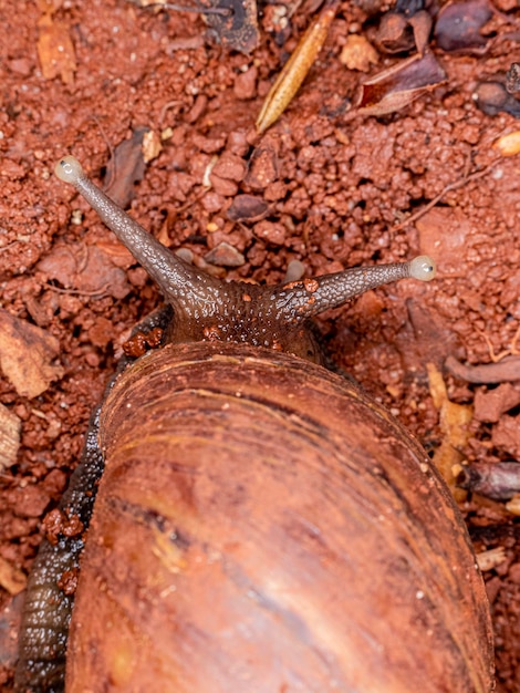 Fotografía macro de los ojos de un caracol africano (Achatina fulica). Molusco.