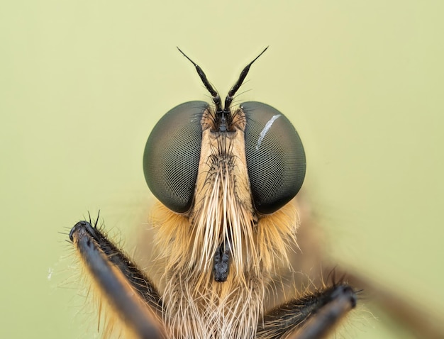 Foto fotografía macro de ojos de mosca en hojas verdes ampliación extrema enfoque selectivo