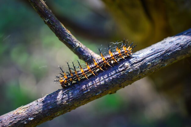 Fotografía macro de una oruga procesionaria en la rama de un árbol