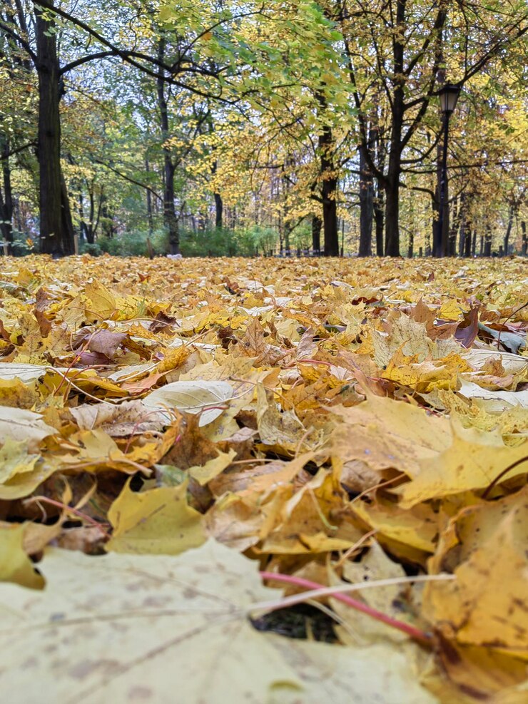 Fotografía macro de otoño de unas hojas en el parque
