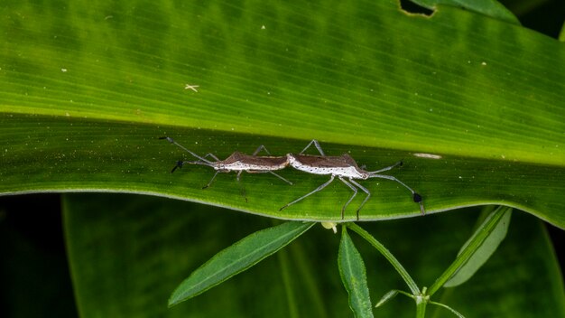 Fotografía macro de un par de insectos Coreidae apareamiento (Catorhintha sp).