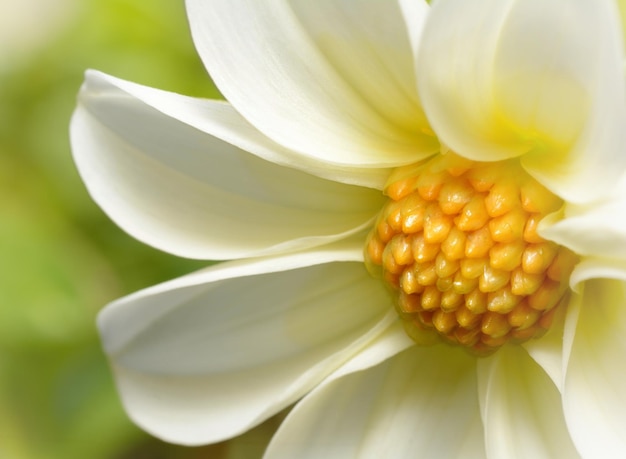 Foto fotografía macro de una pequeña flor blanca y amarilla sobre un fondo de grenn