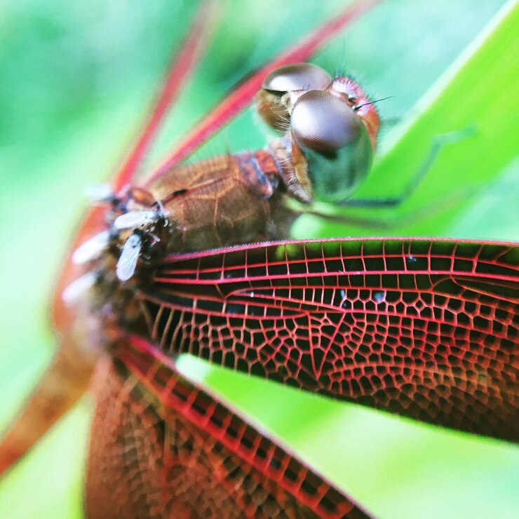 Foto fotografía macro de pequeñas moscas en la libélula