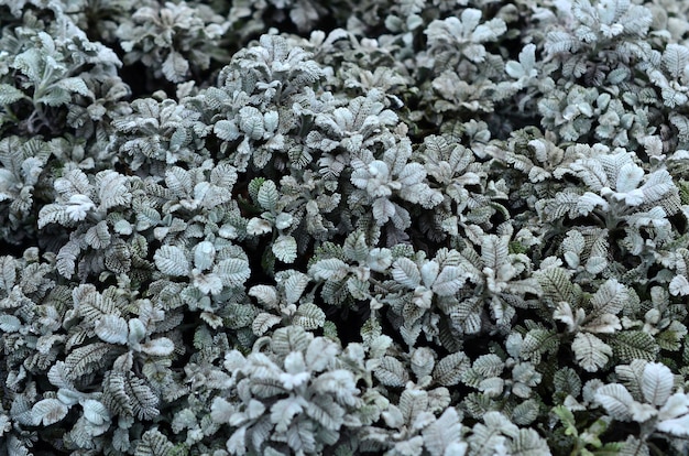 Fotografía macro de pequeñas plantaciones verdes con hojas.