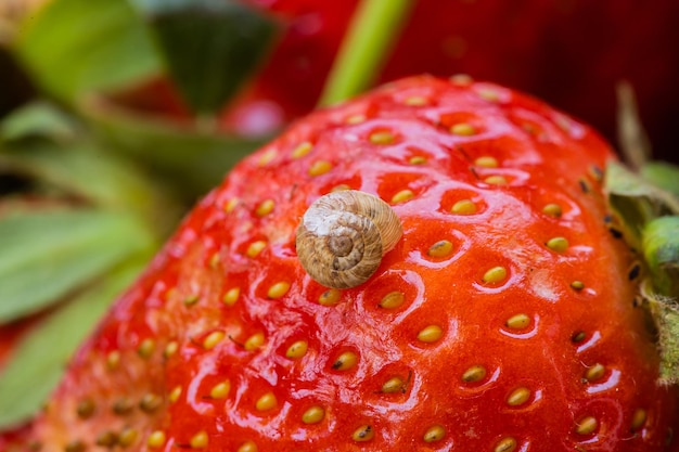 Fotografía macro de un pequeño caracol encima de una apetitosa fresa roja