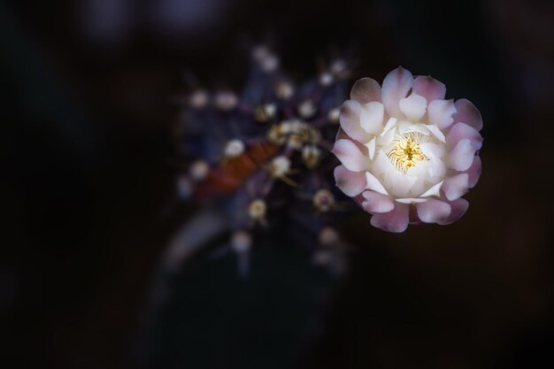 Fotografía macro y de bajo perfil con una profundidad de campo super superficial.