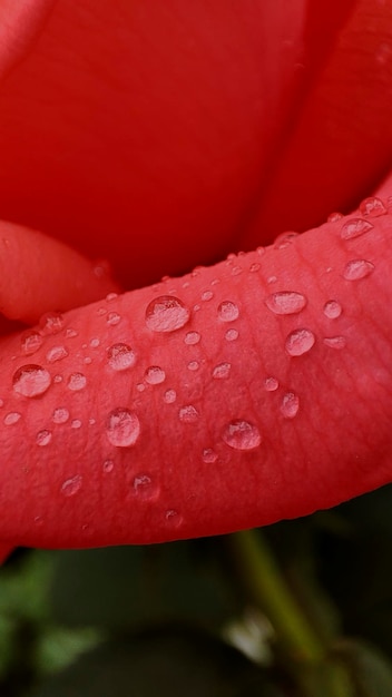 Fotografía macro de un pétalo de flor roja con gotas de agua después de la lluvia