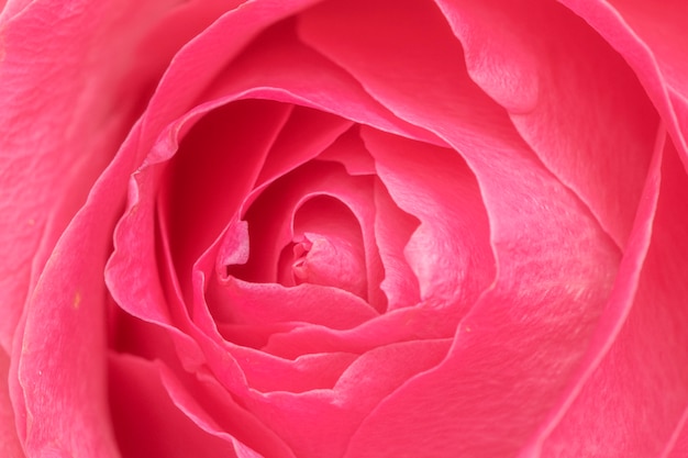 Fotografía macro de pétalos de rosa rosa vibrante