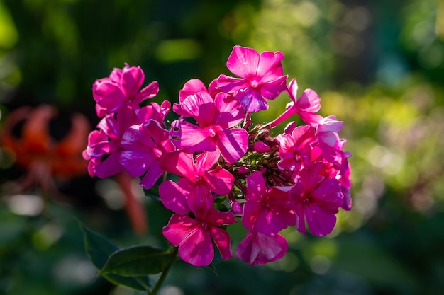 Fotografía macro de phlox de jardín de flores rosas en un día soleado de verano