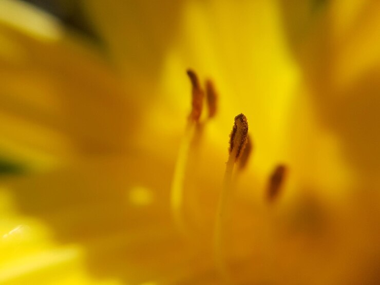 Foto fotografía macro de una planta con flores amarillas