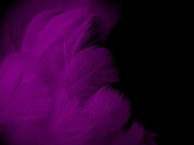 Fotografía macro de plumas púrpuras. Fondo negro violeta borroso abstracto con espacio para texto.