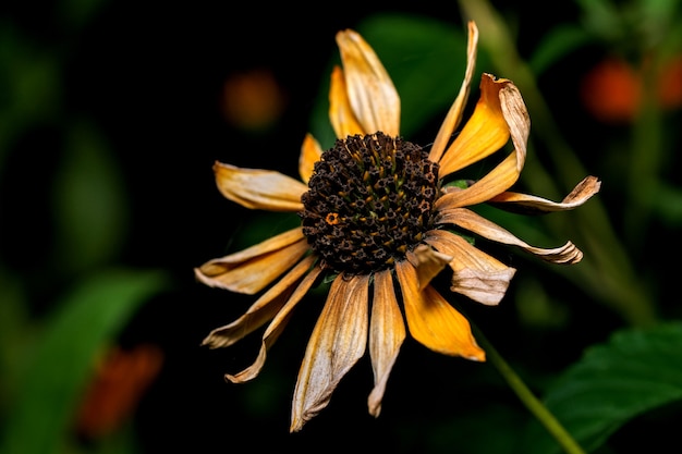 Fotografía macro de postal de arte de una flor seca de otoño en tonos amarillos y burdeos sobre un fondo oscuro