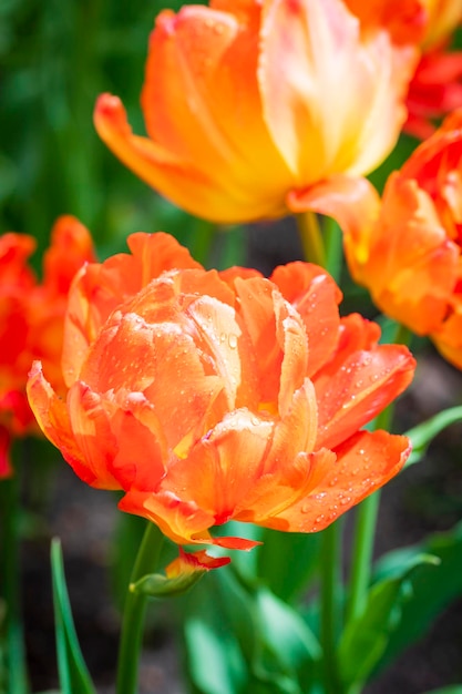 Fotografía macro de primer plano de color naranja de flor de tulipán