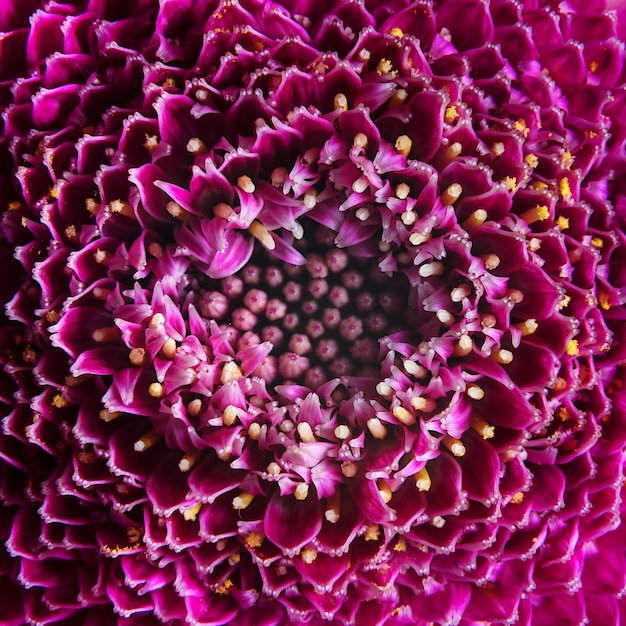 Fotografía macro de primer plano de patrón floral de flor de gerbera púrpura