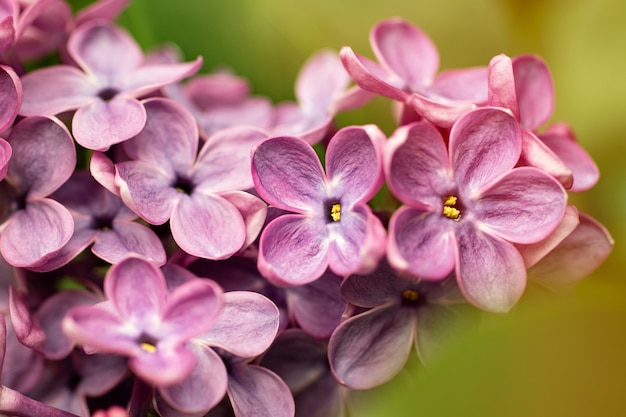 Fotografía macro de la rama floreciente de la lila con los rayos del sol