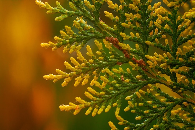 Fotografía macro de una rama de thuja en colores cálidos al atardecer Primer plano de un brote de coníferas joven