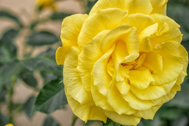 Fotografía macro de una rosa amarilla