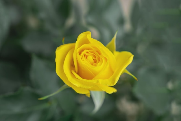 Fotografía macro de una rosa amarilla