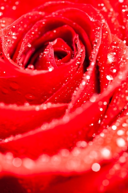 Fotografía macro de rosa natural con gotas de lluvia sobre fondo negro. GIF romántico. Adorno floral.
