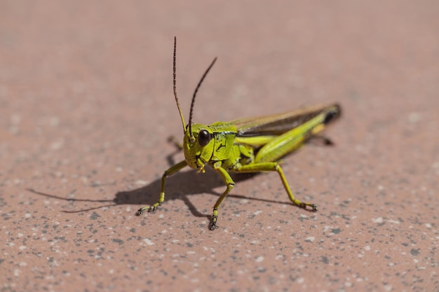 Fotografía macro de un saltamontes