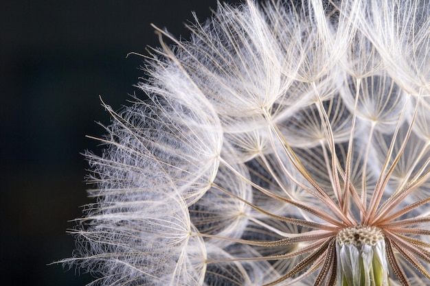 Fotografía macro de semillas de diente de león con gotas de agua