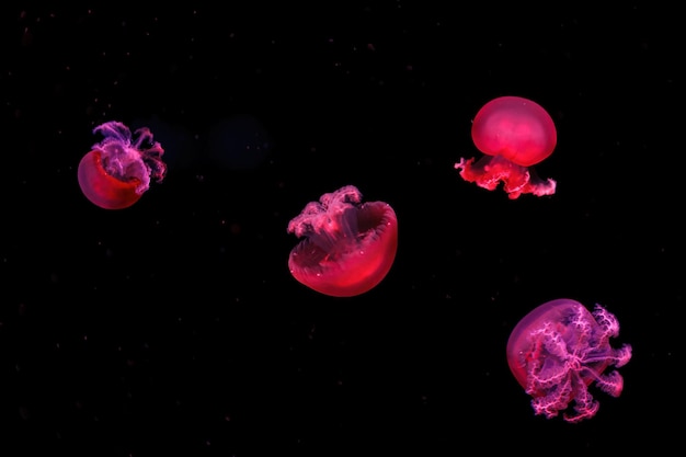 Fotografía macro subacuática rhizostoma luteum medusa