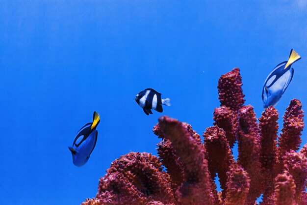 Fotografía macro submarina paracanthurus hepatus