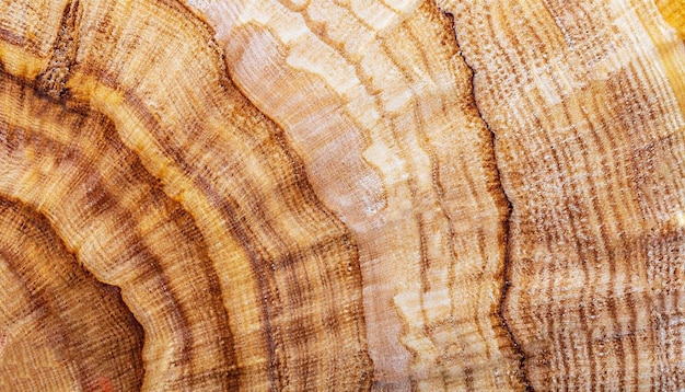 Fotografía macro de superficie redonda de abedul de Carelia con textura de madera