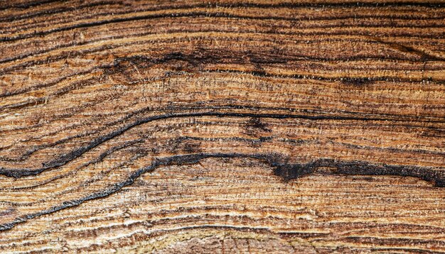 Fotografía macro de la superficie del tablero de wengué con textura de madera