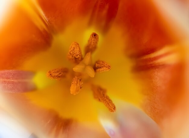 Fotografía macro de tulipanes amarillos