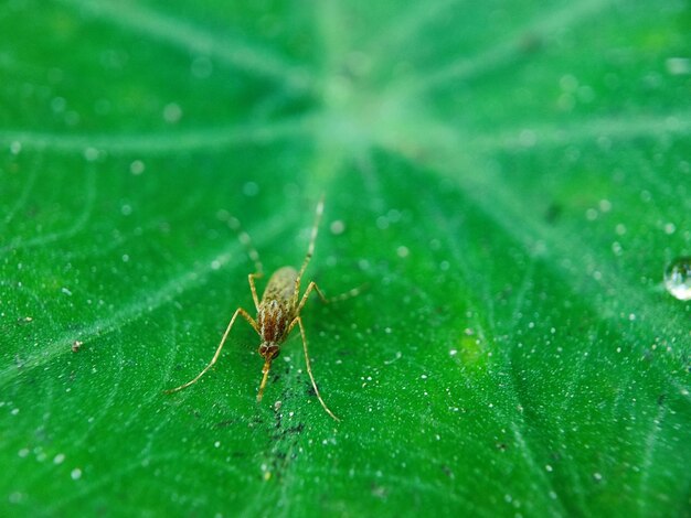 fotografía macro