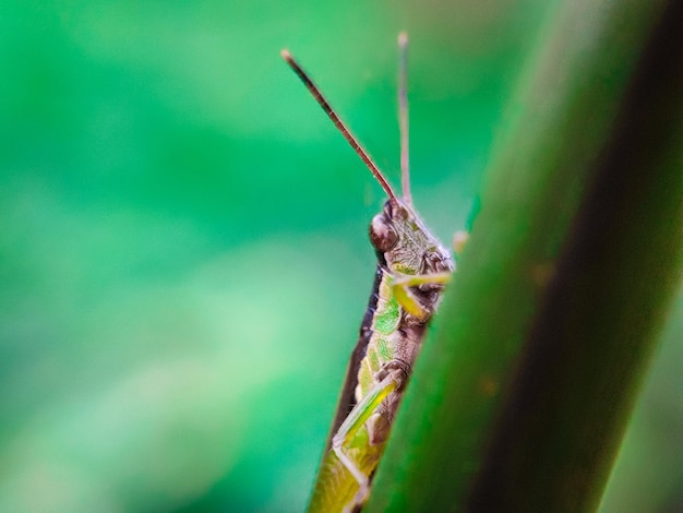 fotografia macro