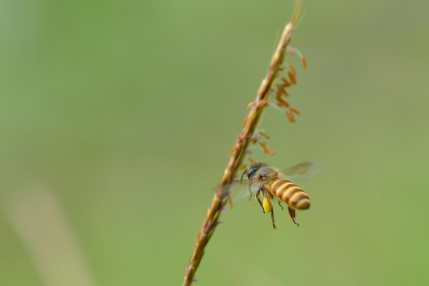 fotografía macromacro insectomacro naturaleza